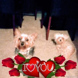 Meet your Posher, Play